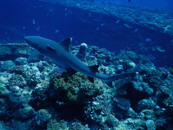 Fish swimming in sea