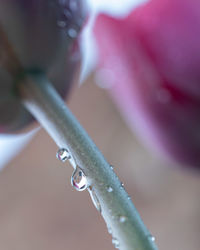 Close-up of raindrops on plant