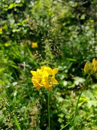 Close-up of yellow flowers blooming outdoors