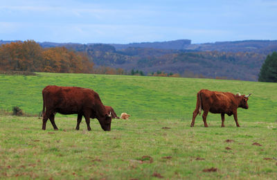 Horses grazing in a field