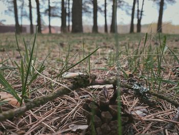 Close-up of dried plant on field