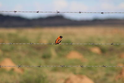 Bird perching on barbed wire fence