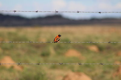 Bird perching on cable against blurred background