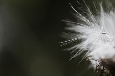 Close-up of dandelion