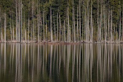 Trees reflecting on lake at forest