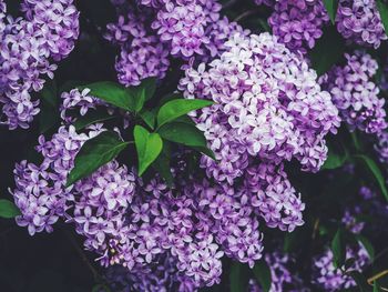 Close-up of purple flowering plants