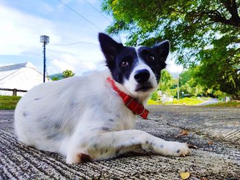 Portrait of a dog