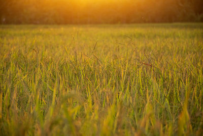 Scenic view of wheat field