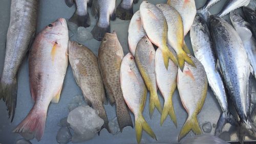 Close-up of fish for sale