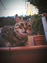 Portrait of cat sitting outdoors