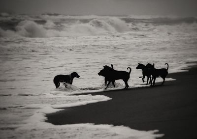 Horses on beach