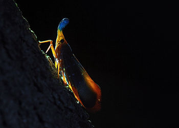 Close-up of insect over black background