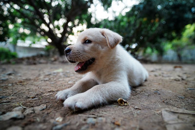 Close-up of a dog looking away