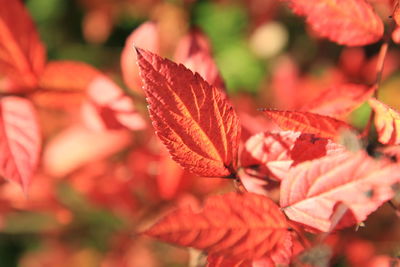 Close-up of leaves on twig