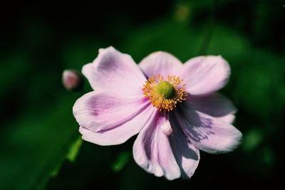 Close-up of pink cosmos flower blooming outdoors