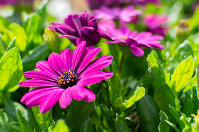 Close-up of pink cosmos flowers