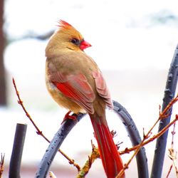 Close-up of bird perching on tree against sky