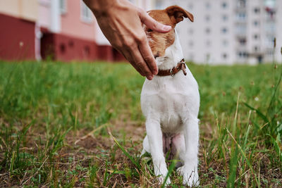 Man with dog on field