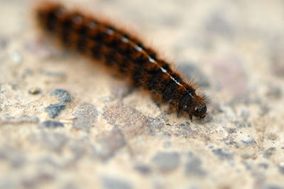 Close-up of caterpillar