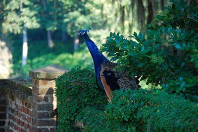 Close-up of peacock perching on tree