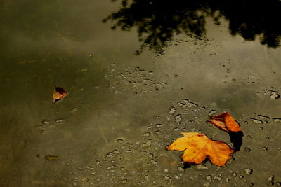 Autumn leaves in pond