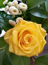 Close-up of yellow rose blooming outdoors