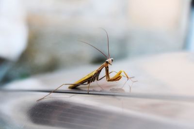 Close-up of insect