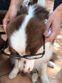 Close-up of hand holding dog