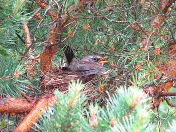 High angle view of bird on branch