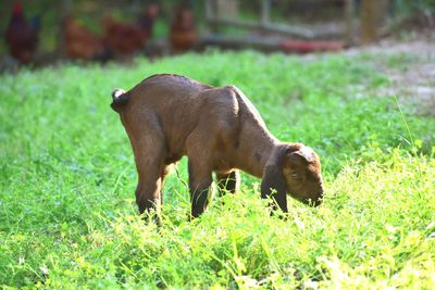 Side view of a goat on field