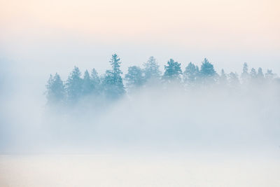 Trees behind misty lake