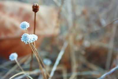 Close-up of flower blooming outdoors