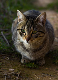 Wild cat looking forward, green eyes