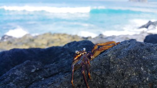 Close-up of crab on stone