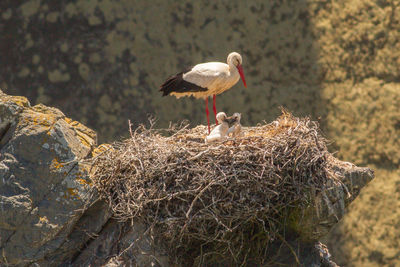 Birds in nest