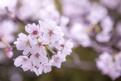 Close-up of cherry blossom outdoors