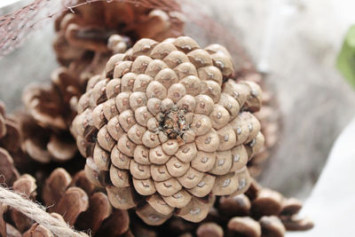 Close-up of insect on leaf