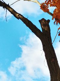 Low angle view of tree against blue sky