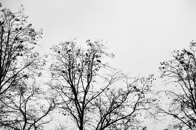 Low angle view of trees against clear sky