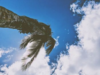 Low angle view of coconut palm tree against blue sky