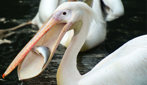 Close-up of pelican in lake