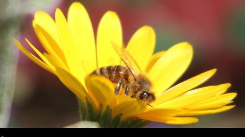 Close-up of honey bee pollinating on yellow flower