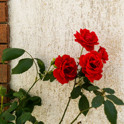 Close-up of rose plant against wall