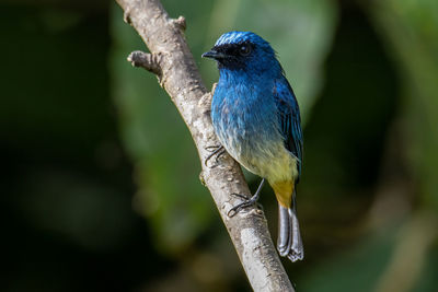 Close-up of bird perching on branch