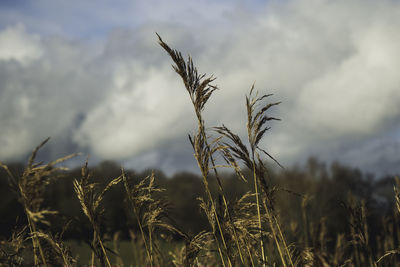 Close-up of wheat growing on field against sky