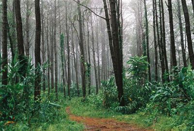 Trees growing in forest