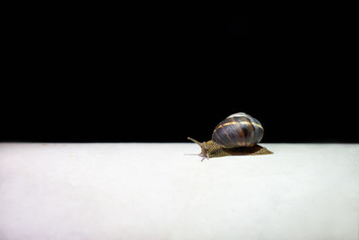 Close-up of snail over black background