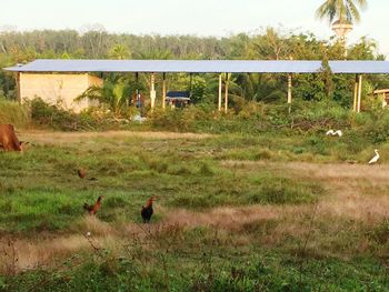 View of ducks on grassy field