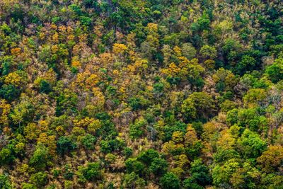 High angle view of pine trees in forest during autumn