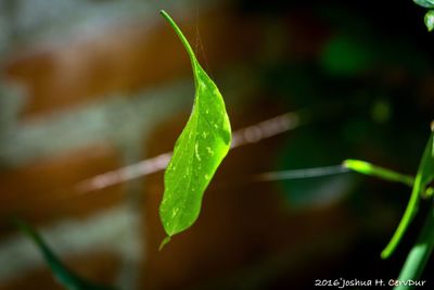 leaf